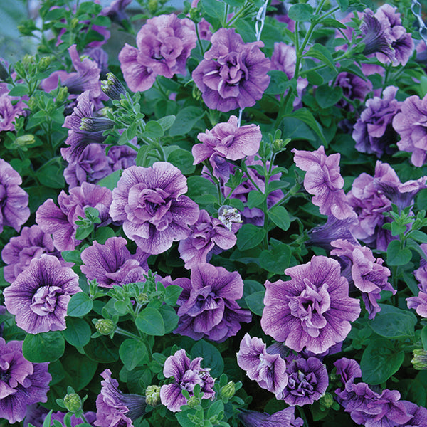 Close-up of purple flowers with green leaves