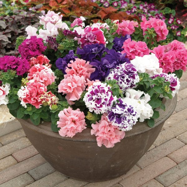 Petunia Double Pirouette Mixed F1 Flower Plants