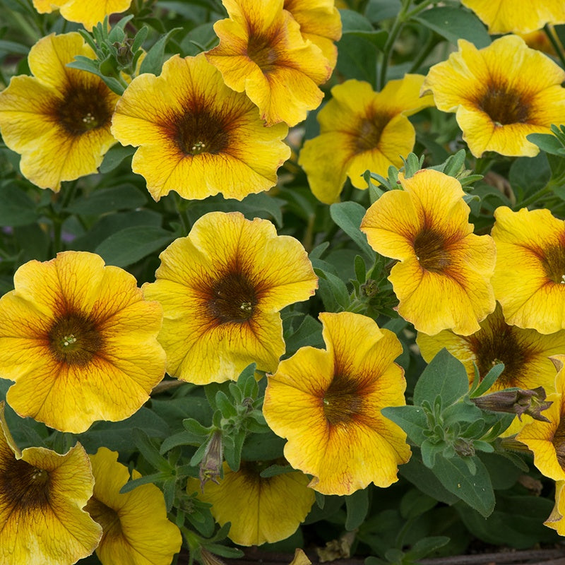Yellow flowers with brown centers on a green plant background