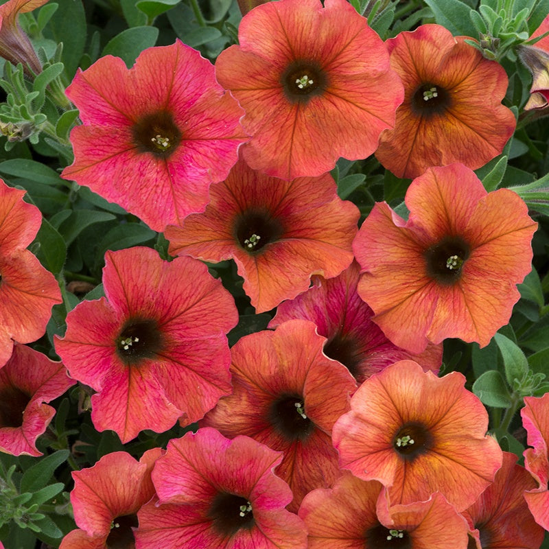 Petchoa Beautical Cinnamon Flower Plants