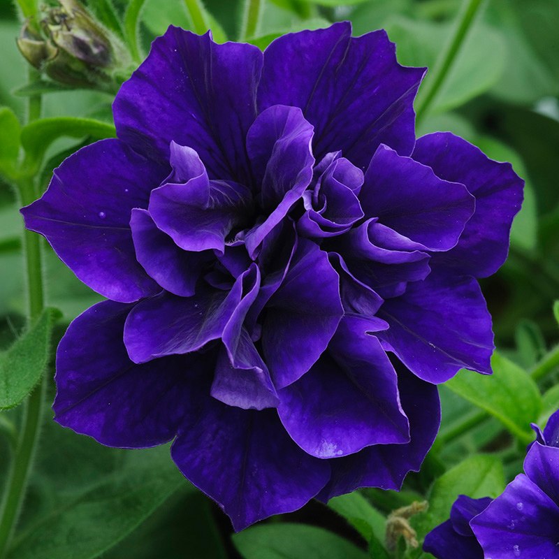 Close-up of a vibrant purple flower with green leaves in the background