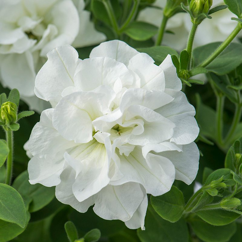 Close-up of a white flower with green leaves in the background