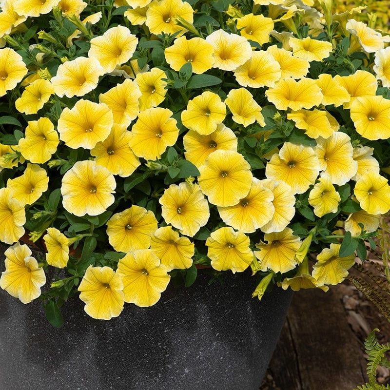 5 Young Plants Petunia Bees Knees