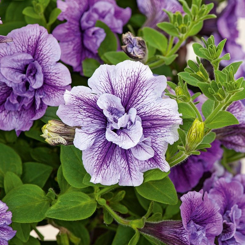 Petunia Tumbelina Priscilla Lilac Blue Flower Plants