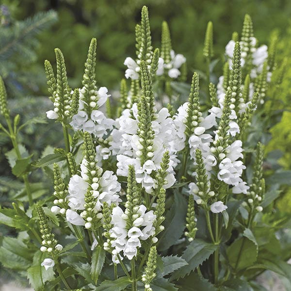 15 Young Plants Physostegia Crystal Peak White