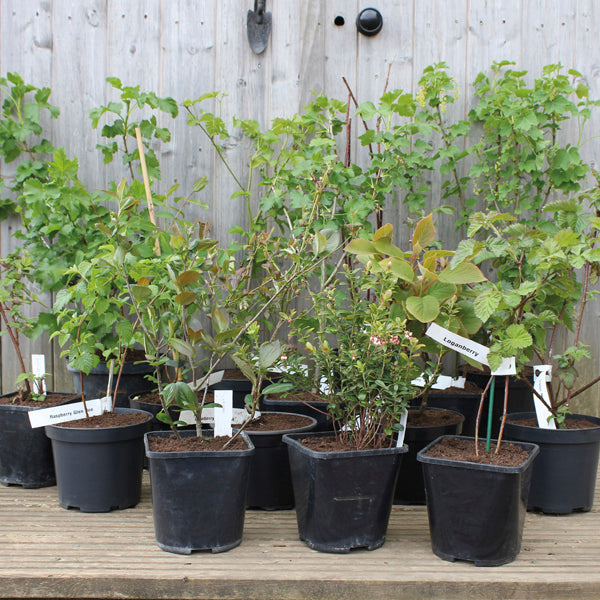 Season Long Blueberry Fruit Plant Collection