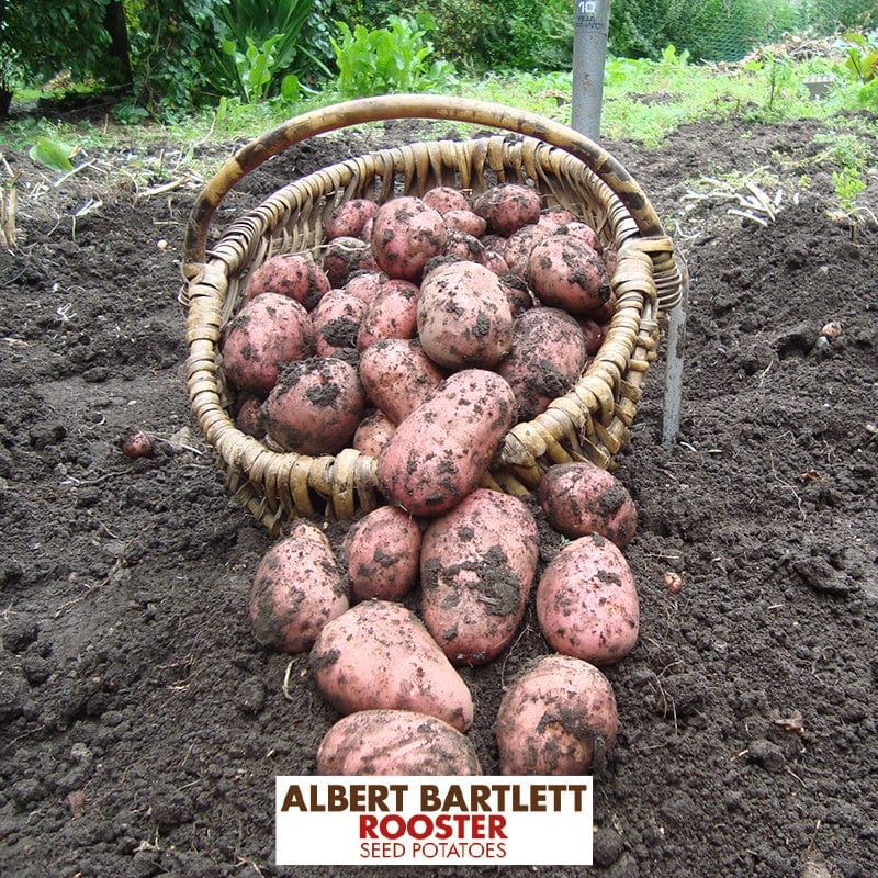 Potato Rooster (Maincrop Albert Bartlett Seed Potato)