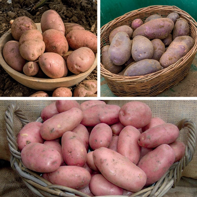 Blight Resistant Sarpo Potato Collection