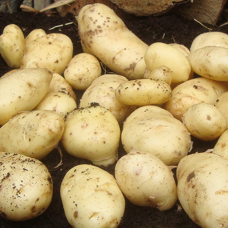 Jersey best sale seed potatoes