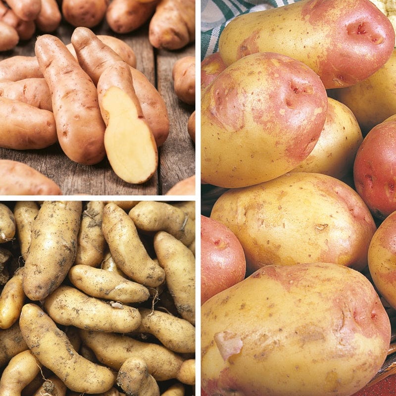 Chef's Culinary Potato Collection