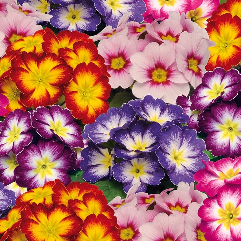 Primula Alaska Mix Bicolour Flower Plants