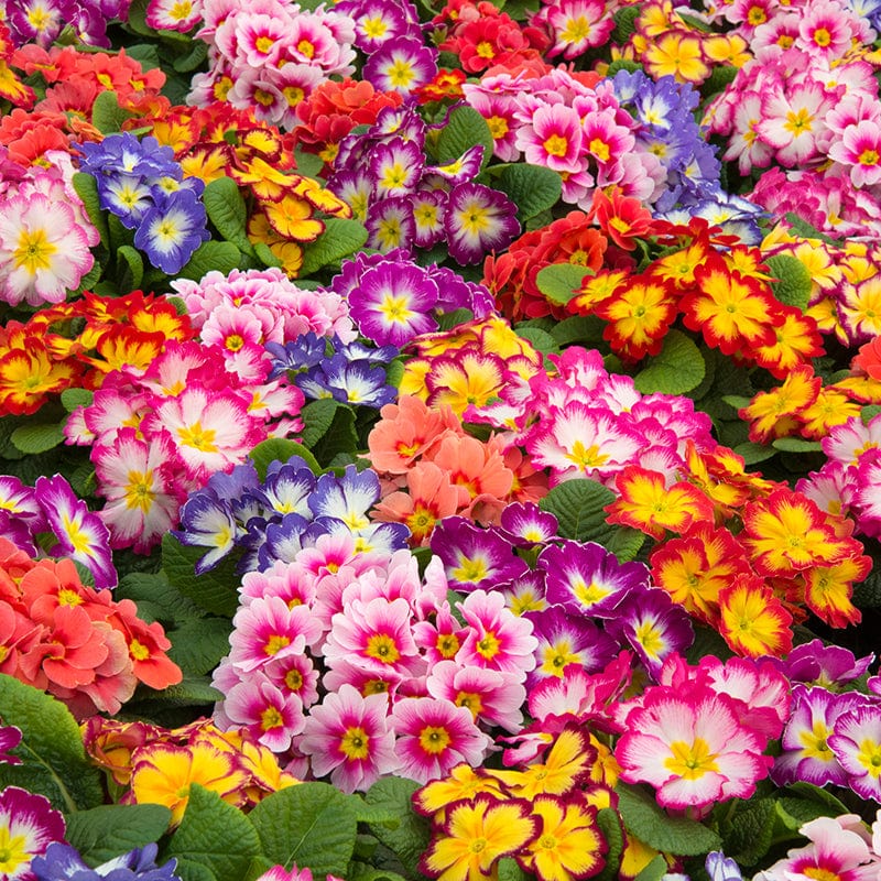 Primula Alaska Mix Bicolour Flower Plants