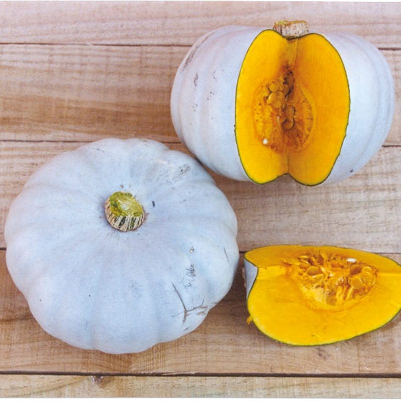 Pumpkin Crown Prince F1 Veg Plants