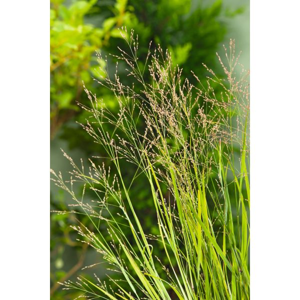 Tall green grass with small spikes against a blurred green background