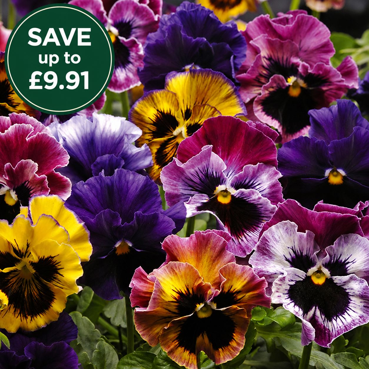Pansy Fizzy Fruit Salad F1 Mixed Flower Plants