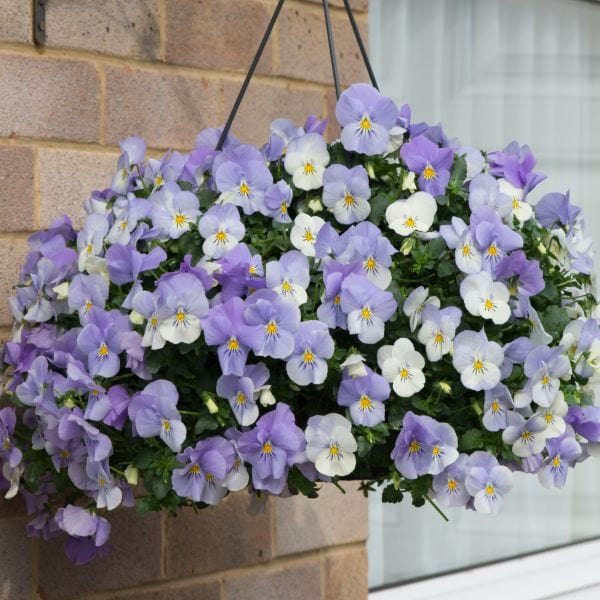 Pansy Cool Wave Frost Garden Ready Bedding Plants