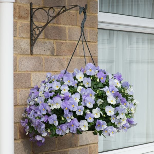 Pansy Cool Wave Frost Garden Ready Bedding Plants