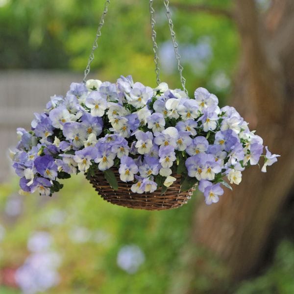 Pansy Cool Wave Frost Garden Ready Bedding Plants