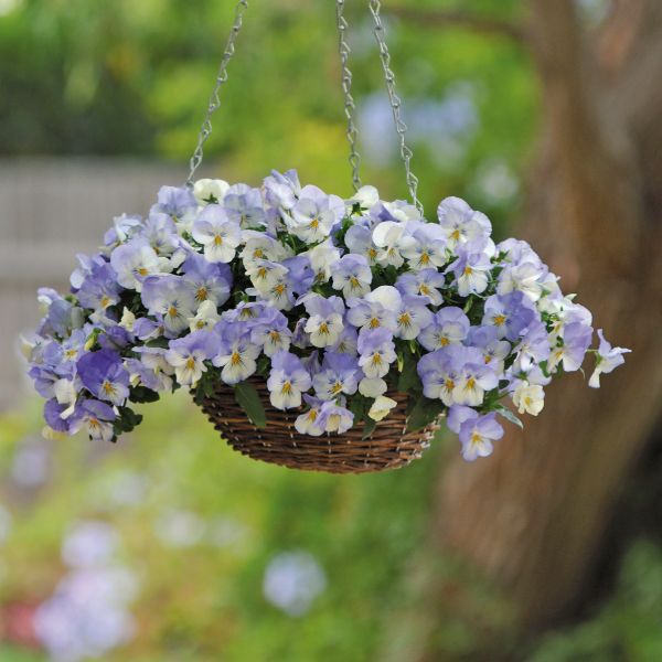 Pansy Cool Wave Frost Garden Ready Bedding Plants