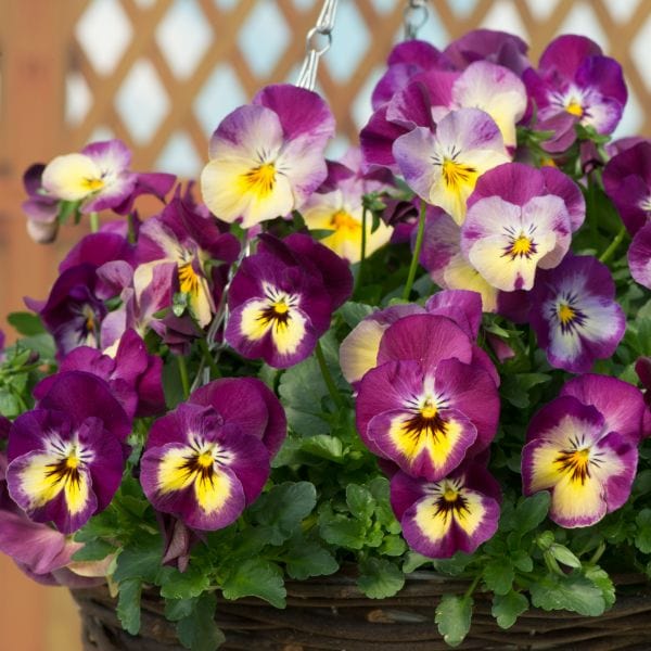 Pansy Cool Wave Raspberry Swirl Garden Ready Bedding Plants