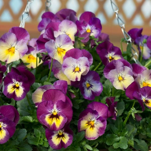 Pansy Cool Wave Raspberry Swirl Garden Ready Bedding Plants