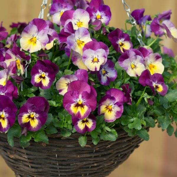 Pansy Cool Wave Raspberry Swirl Garden Ready Bedding Plants