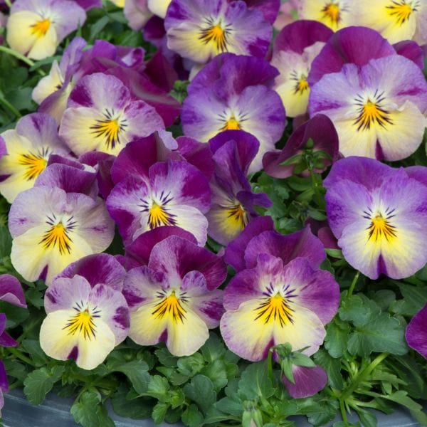 Pansy Cool Wave Raspberry Swirl Garden Ready Bedding Plants