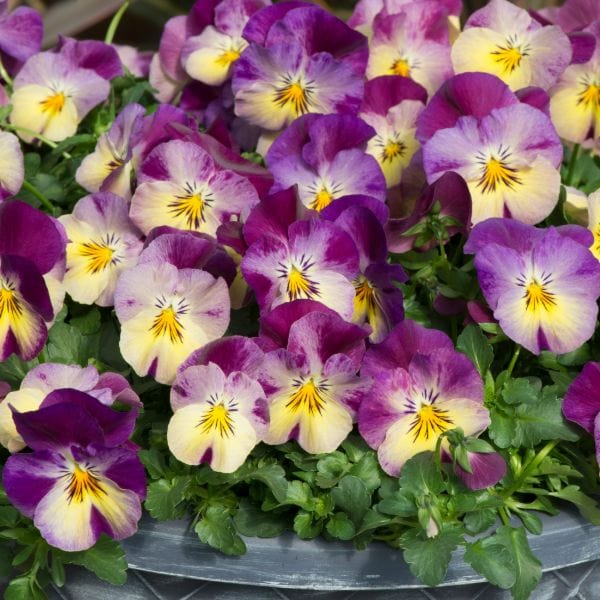 Pansy Cool Wave Raspberry Swirl Garden Ready Bedding Plants