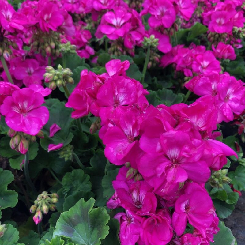 Pelargonium Eco Merle Purple Flower Plants