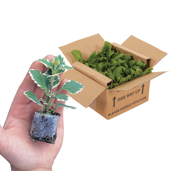Pelargonium Eco Merle Purple Flower Plants