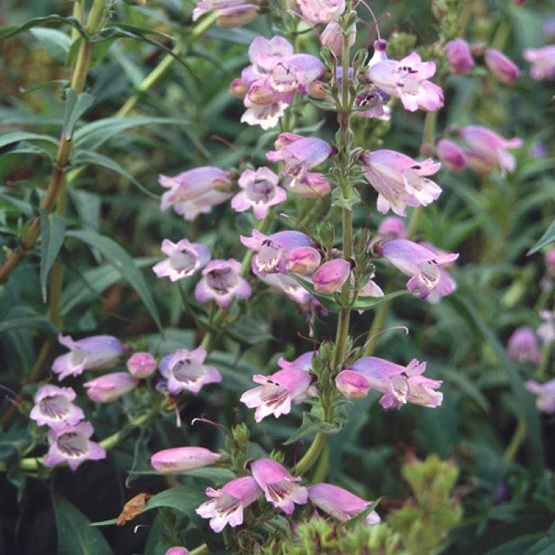 Penstemon Sour Grapes Flower Plants