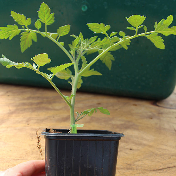 Small potted plant with green leaves on a wooden surface