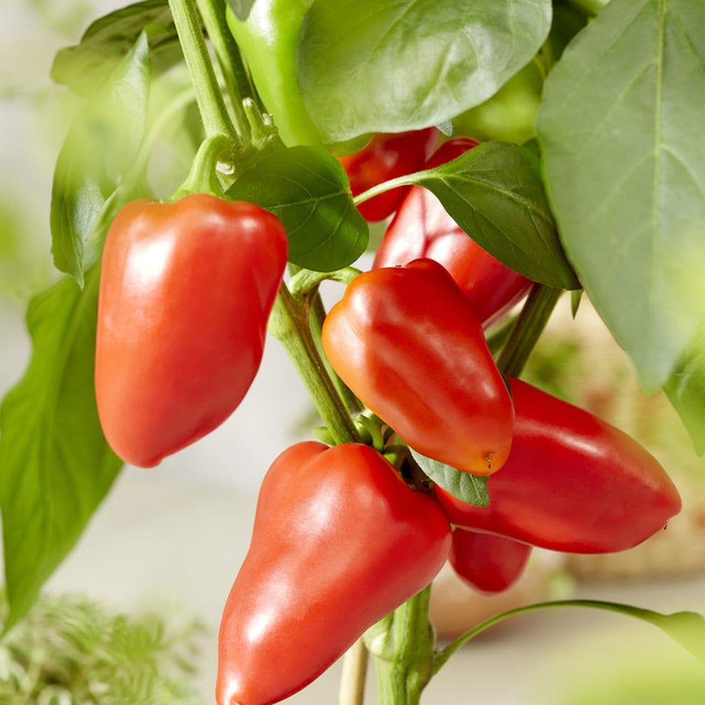 Pepper Pillar Sweet Red Grafted Vegetable Plants
