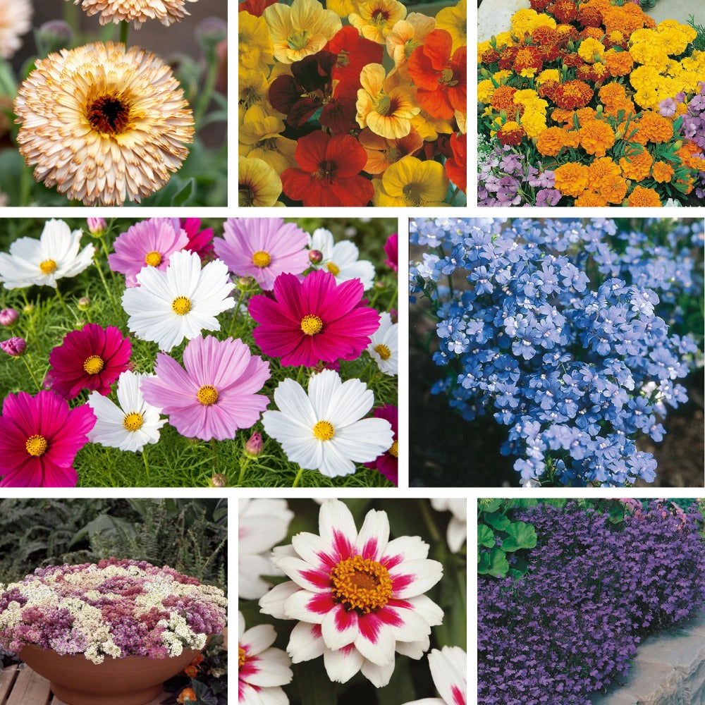 Petals Perfect For Pots Collection