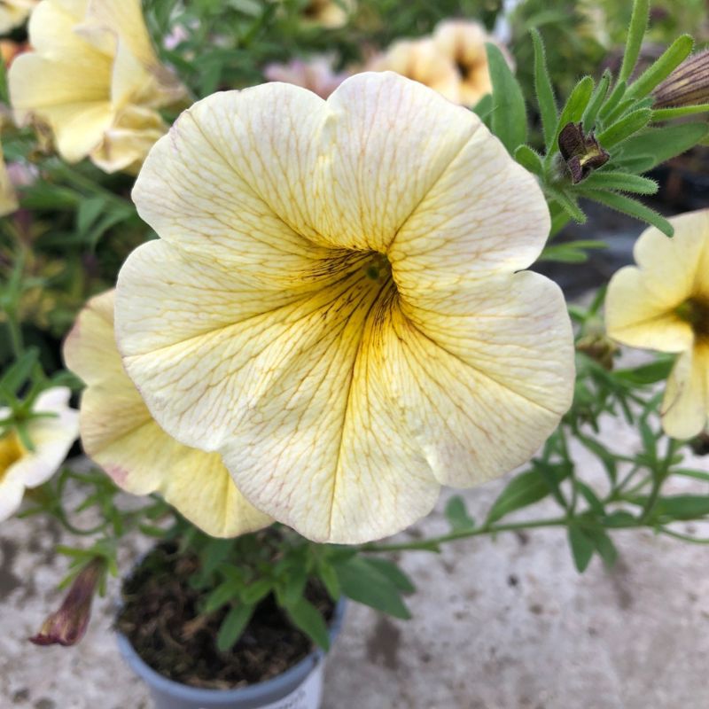 Petchoa Beautical French Vanilla Flower Plants