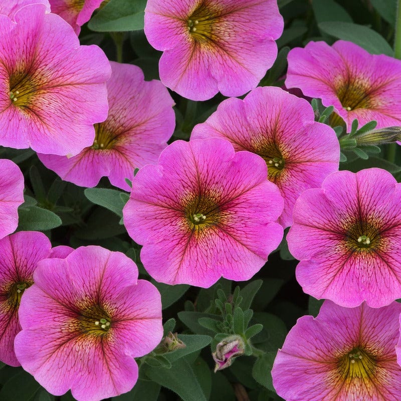 15 Young Plant Petchoa Beautical Sunray Pink Young Plants