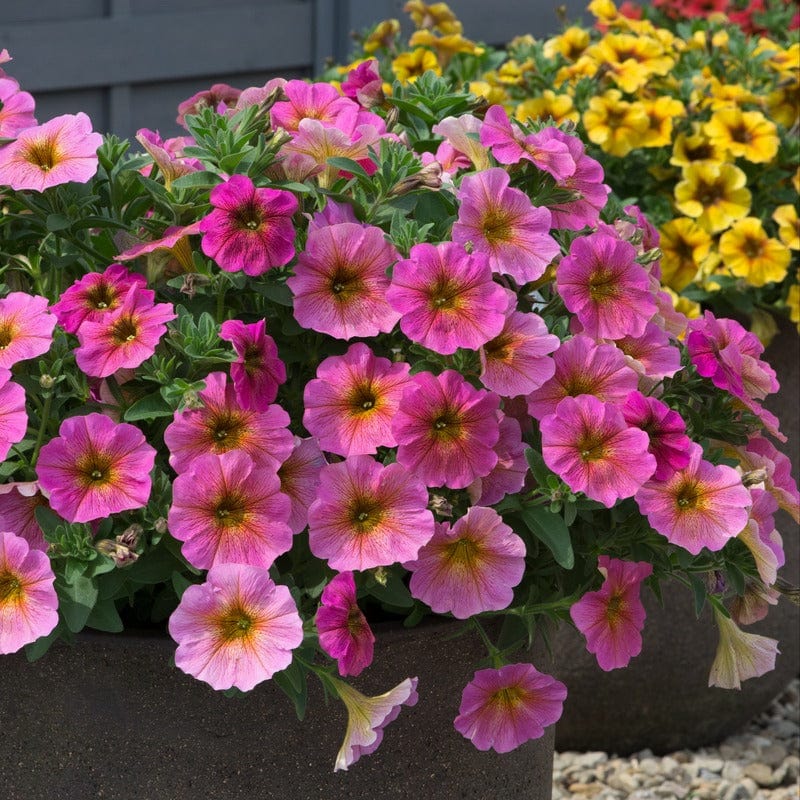 5 Young Plant Petchoa Beautical Sunray Pink Young Plants