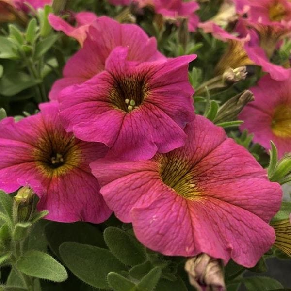 Petchoa Beautical Sunray Pink Young Plants