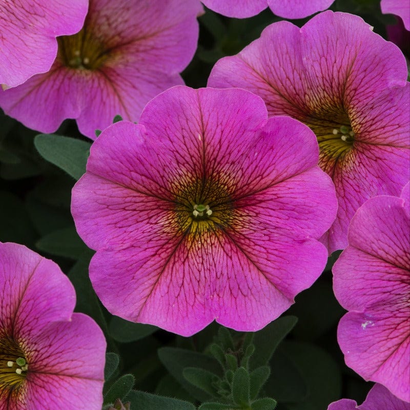 Petchoa Beautical Sunray Pink Young Plants