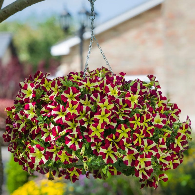 Petunia Fanfare Heartbreaker
