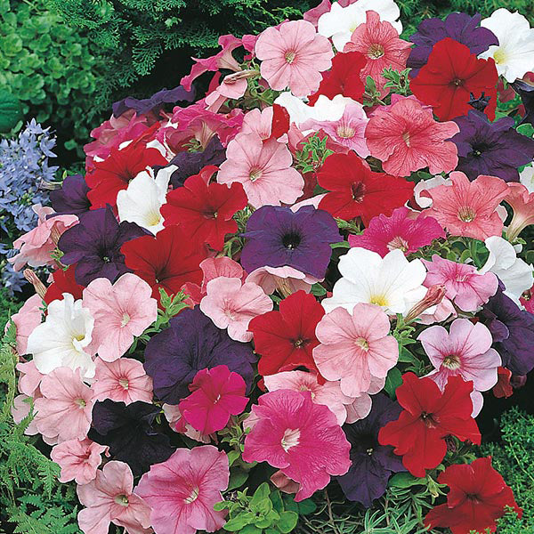 Petunia Mr F's Multiflora Mixed F1 Seeds