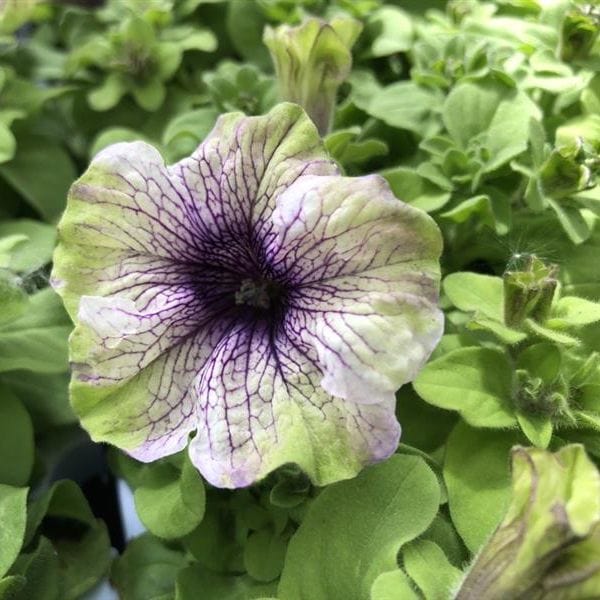 Petunia Plum Cockatoo