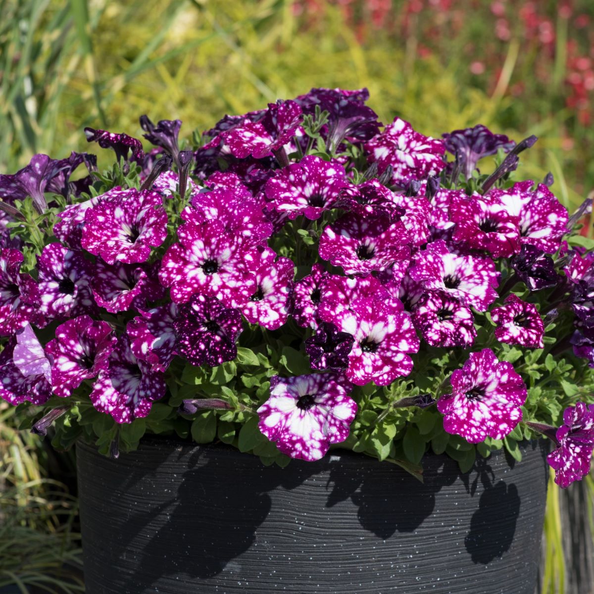 Container of purple and white flowers with a blurred garden background