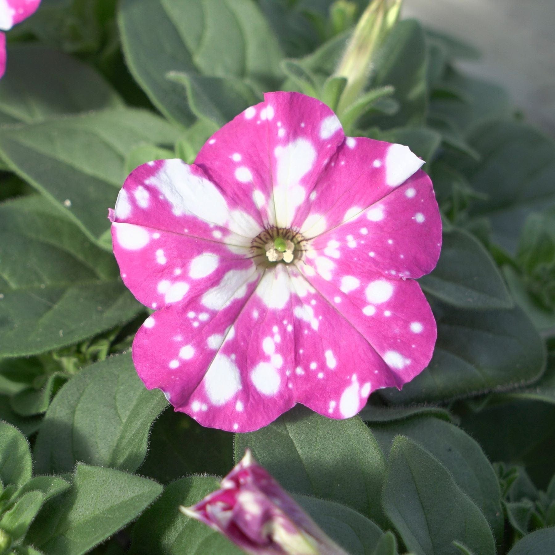 Petunia Sparkling Sky Plants
