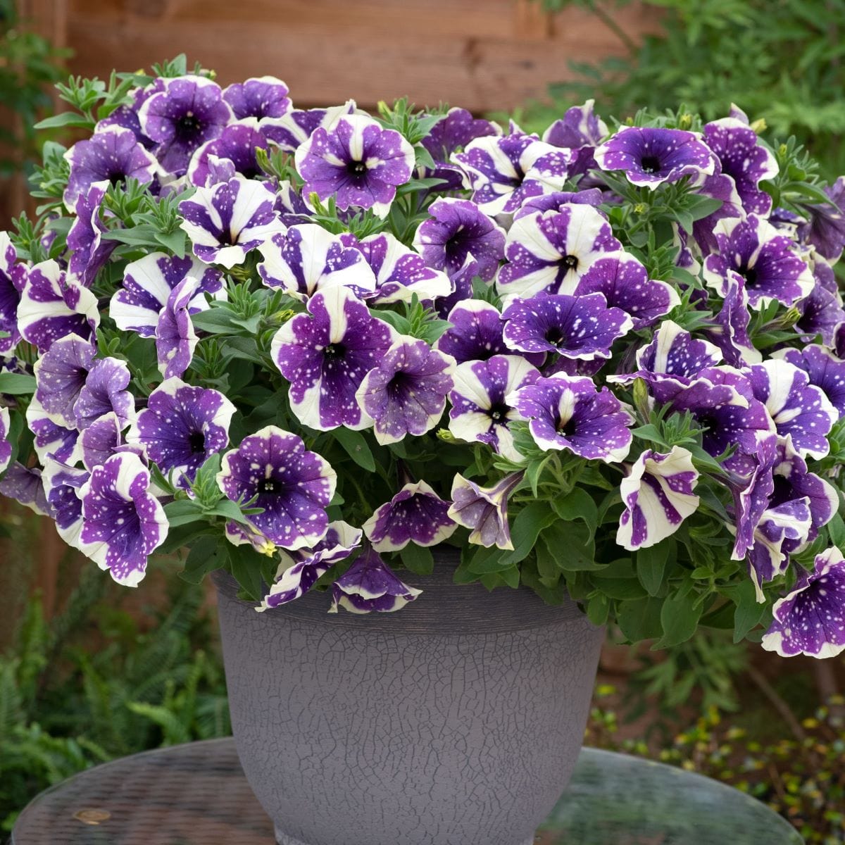 Petunia Sparkling Sky Plants