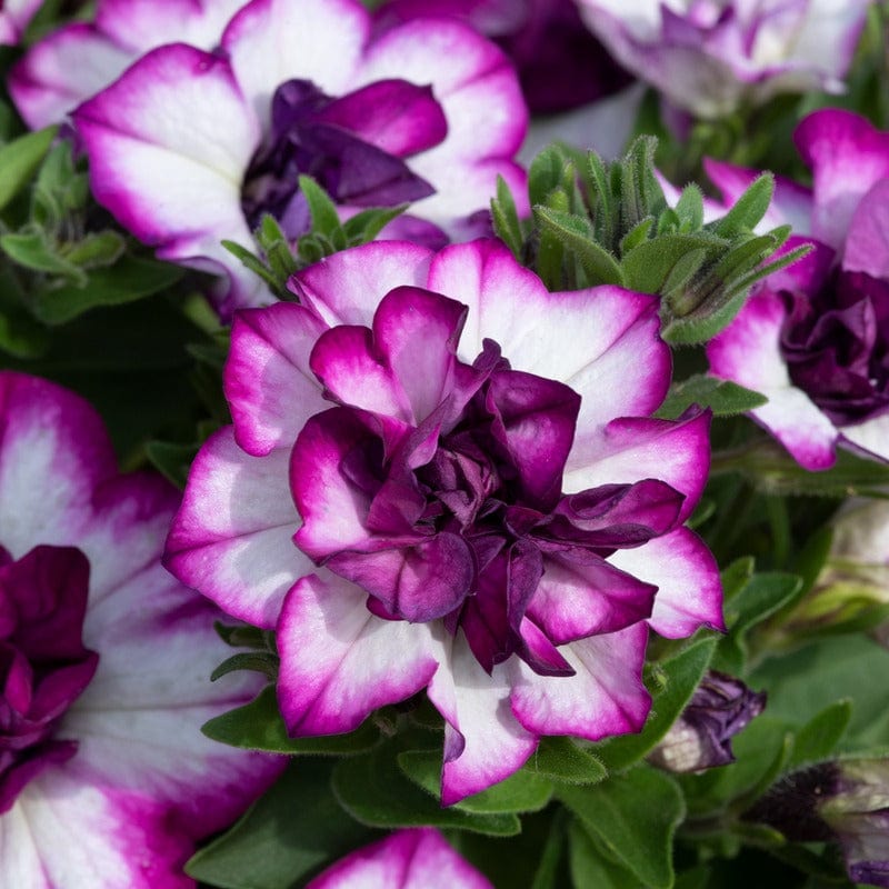 Petunia Tumbelina Collection Plants