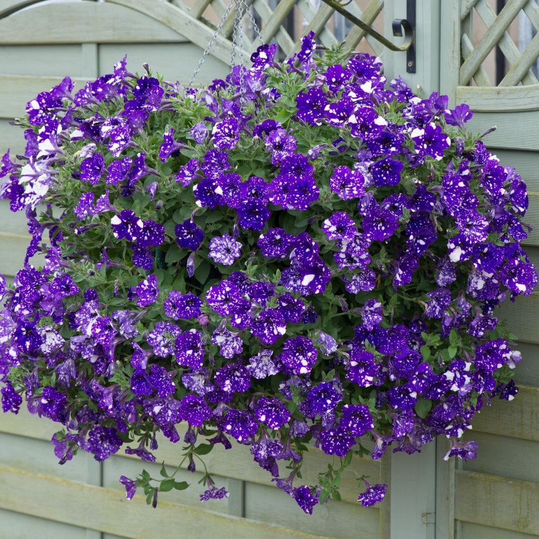 Petunia Sparkling Sky Plants