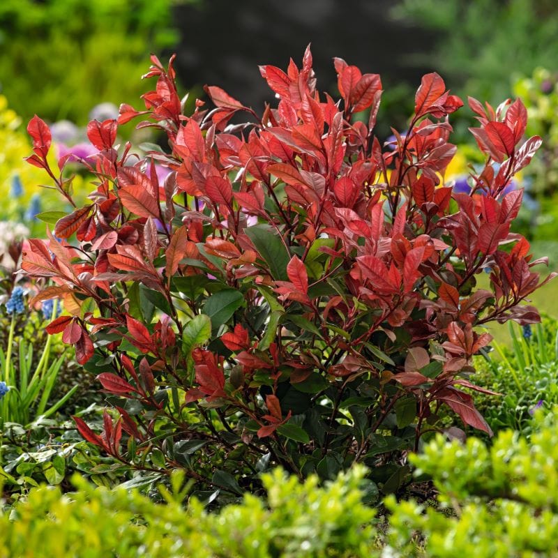 Photinia Little Red Robin