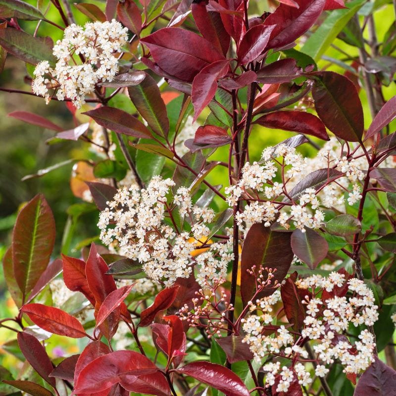 Photinia Little Red Robin