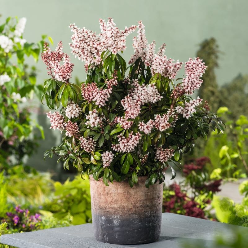 Pieris japonica Bonfire Shrub Plants